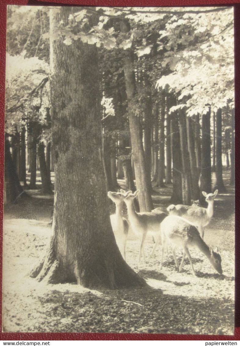 Bern Dählhölzli - Le Parc Aux Biches / Künstlerfoto Benedikt Rast, Fribourg - Bern