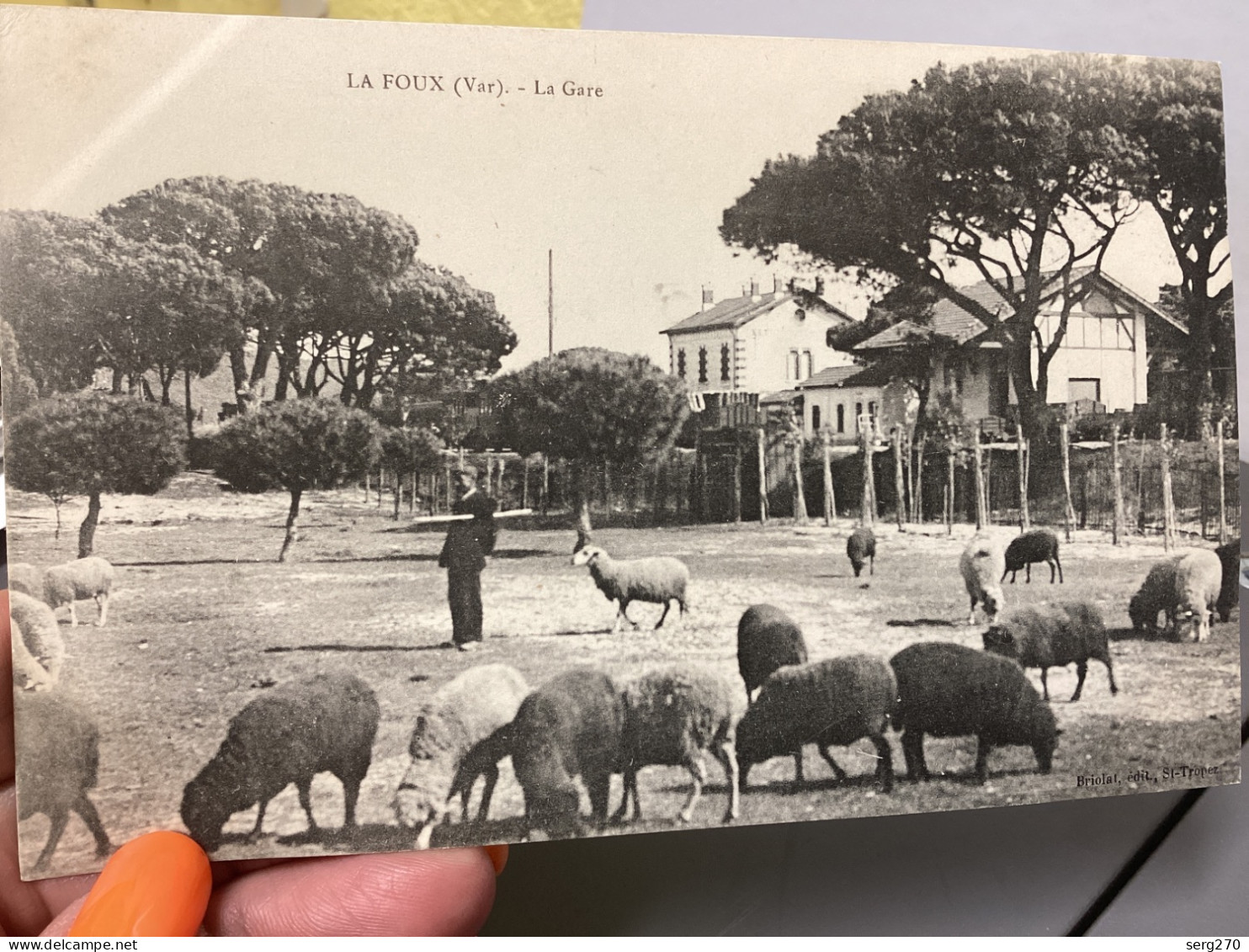 LA FOUX MOUTON Carte, Animée, Rare  LA CRAU LA MONACHE 1907 83 - LA FOUX Homme Avec Ses Animaux Moutons - La Crau