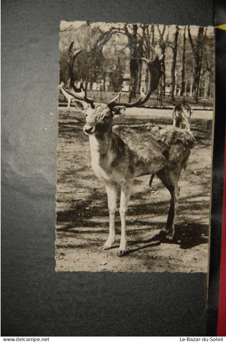 CP, 69, Animaux, LYON    PARC  DE LA TETE D'OR, LE CERF - Andere & Zonder Classificatie