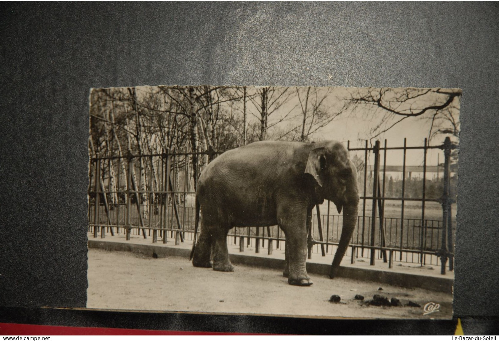 CP, 69, Animaux, LYON    PARC  DE LA TETE D'OR, L'ELEPHANT - Andere & Zonder Classificatie