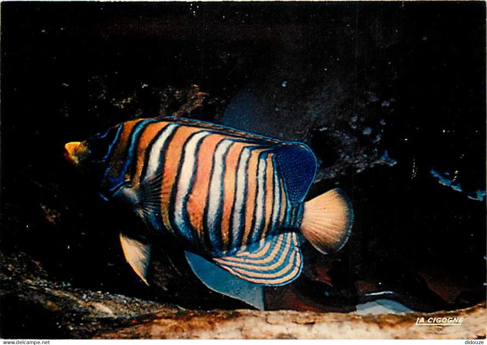 Animaux - Poissons - Aquarium De La Rochelle - 17.300.04 - Pygoplltes Diacantus - Carte Neuve - CPM - Voir Scans Recto-V - Pescados Y Crustáceos