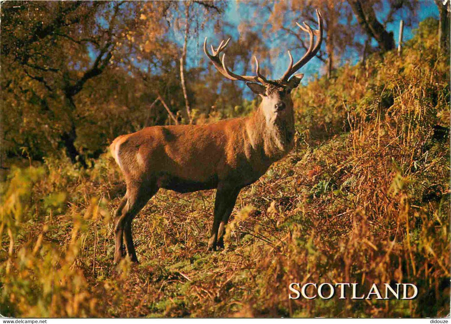 Animaux - Cervidés - Royaume Uni -Ecosse - Scotland - UK - United Kingdom - Invernessshire - Red Deer - CPM - Voir Scans - Sonstige & Ohne Zuordnung