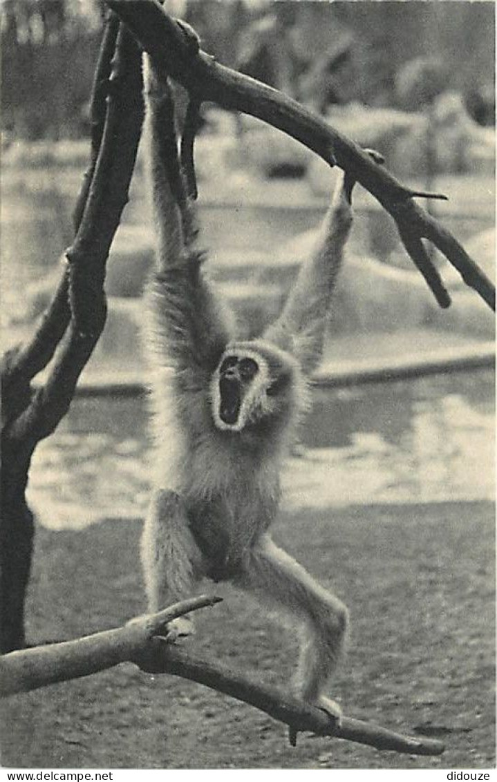 Animaux - Singes - Muséum National D'Histoire Naturelle - Parc Zoologique De Paris - Gibbon à Mains Blanches - CPSM Form - Monos