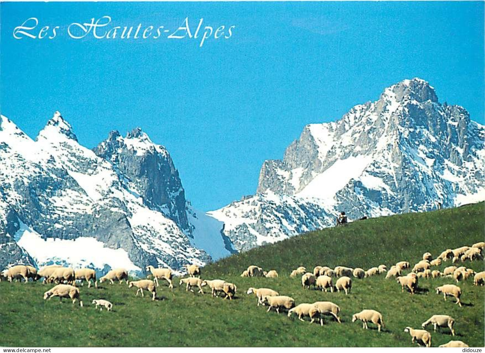 Animaux - Moutons - Hautes Alpes - Vers Le Col Du Lautaret, Transhumance D'été à Proximité Des Glaciers Des Ecrins - CPM - Autres & Non Classés
