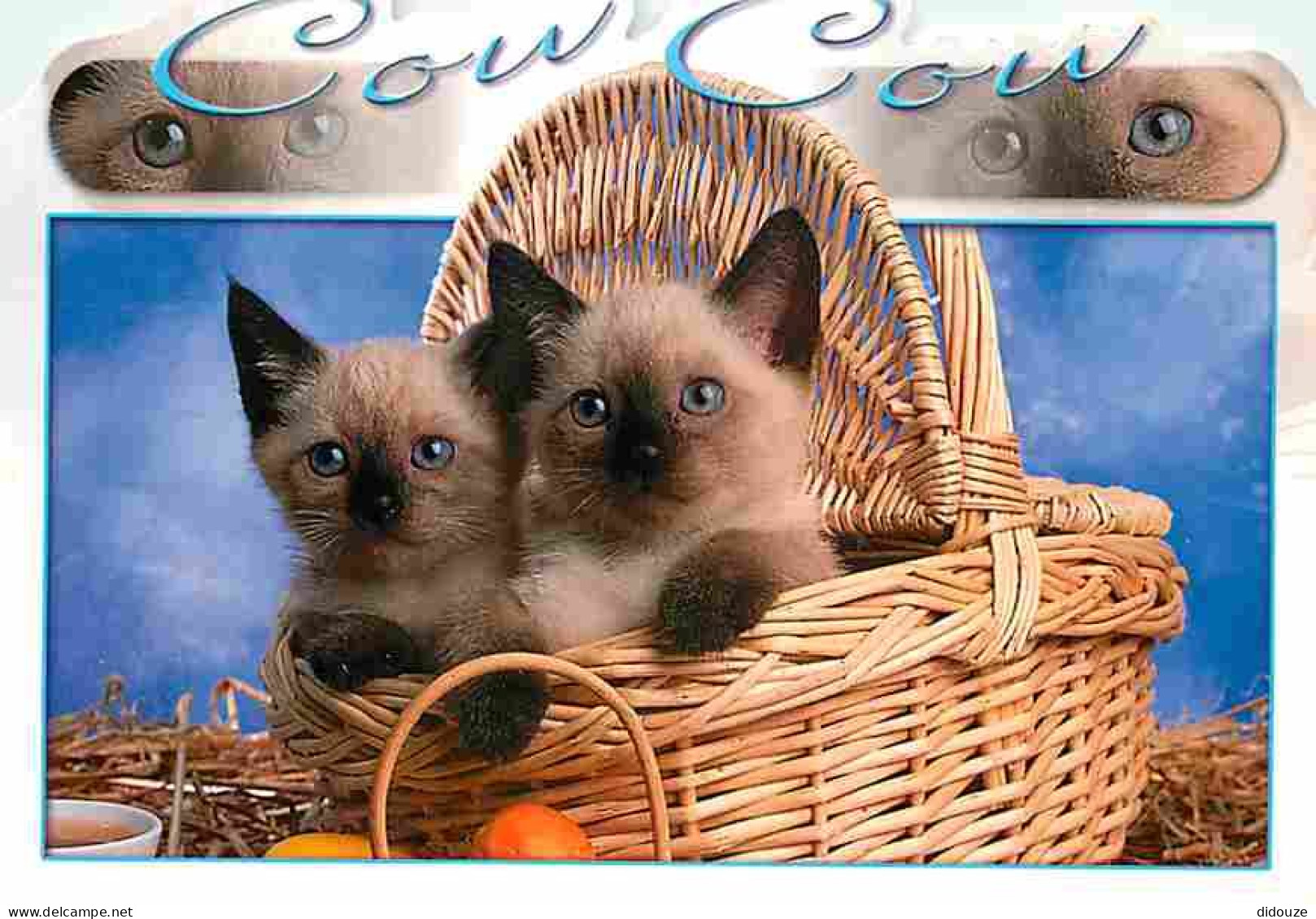 Animaux - Chats - Chatons - Carte Neuve - CPM - Voir Scans Recto-Verso - Chats