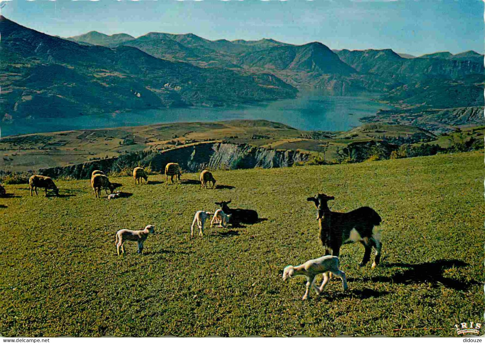 Animaux - Chèvres - Serre-Ponçon - Vue D'ensemble Du Lac - Carte Dentelée - CPSM Grand Format - Voir Scans Recto-Verso - Autres & Non Classés