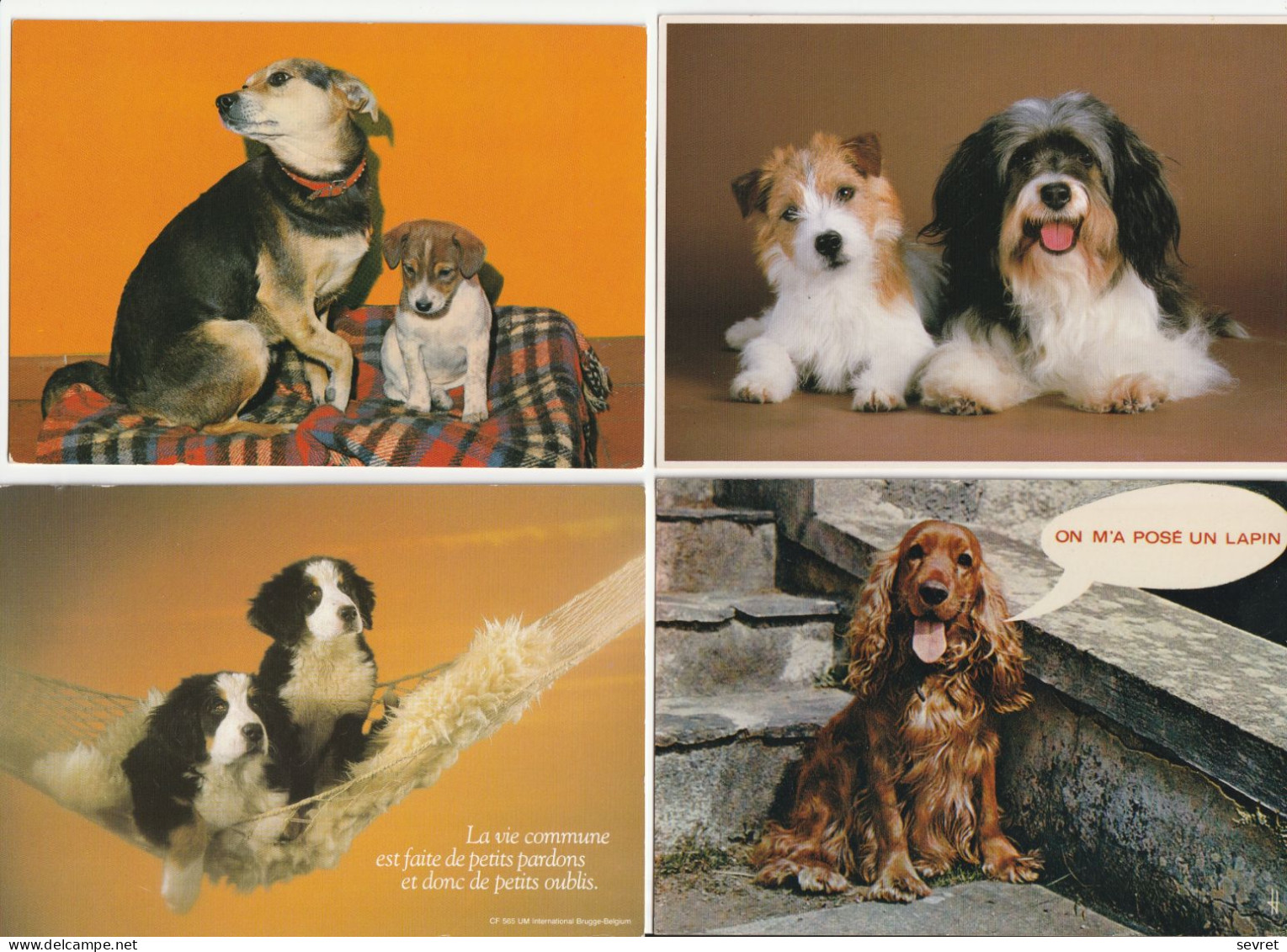 LOT DE 40 CARTES . - Chiens de toutes races