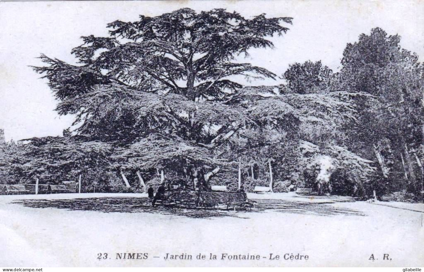 30 - Gard -  NIMES - Jardin De La Fontaine - Le Cedre - Nîmes