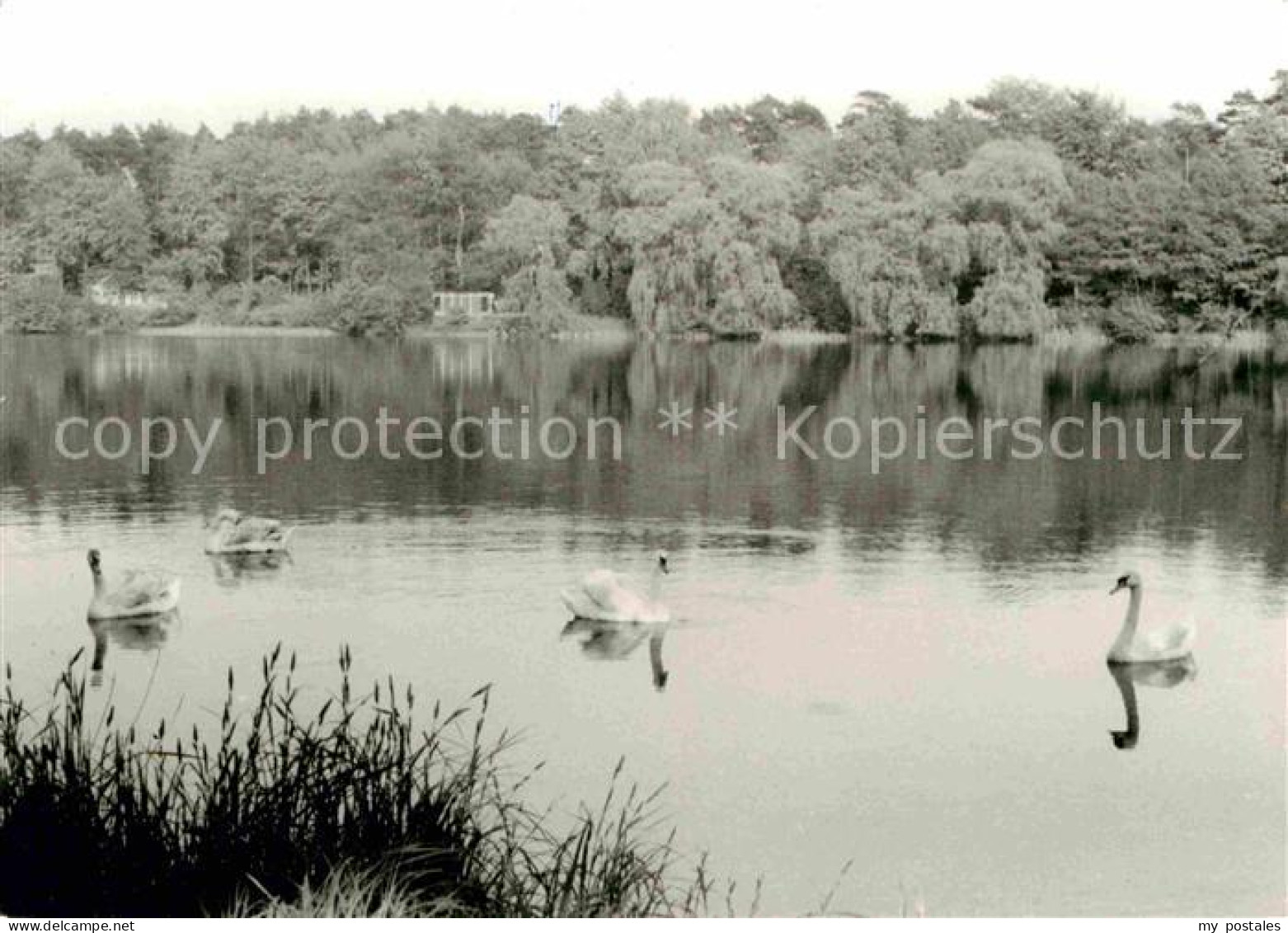 72635965 Lobetal Uferpartie Am Mechesee Schwaene Hoffnungstaler Anstalten Lobeta - Andere & Zonder Classificatie