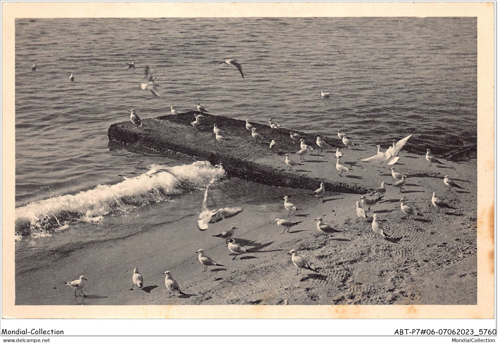 ABTP7-06-0570 - CANNES - Les Mouettes Sur La Plage De La Croisette - Cannes