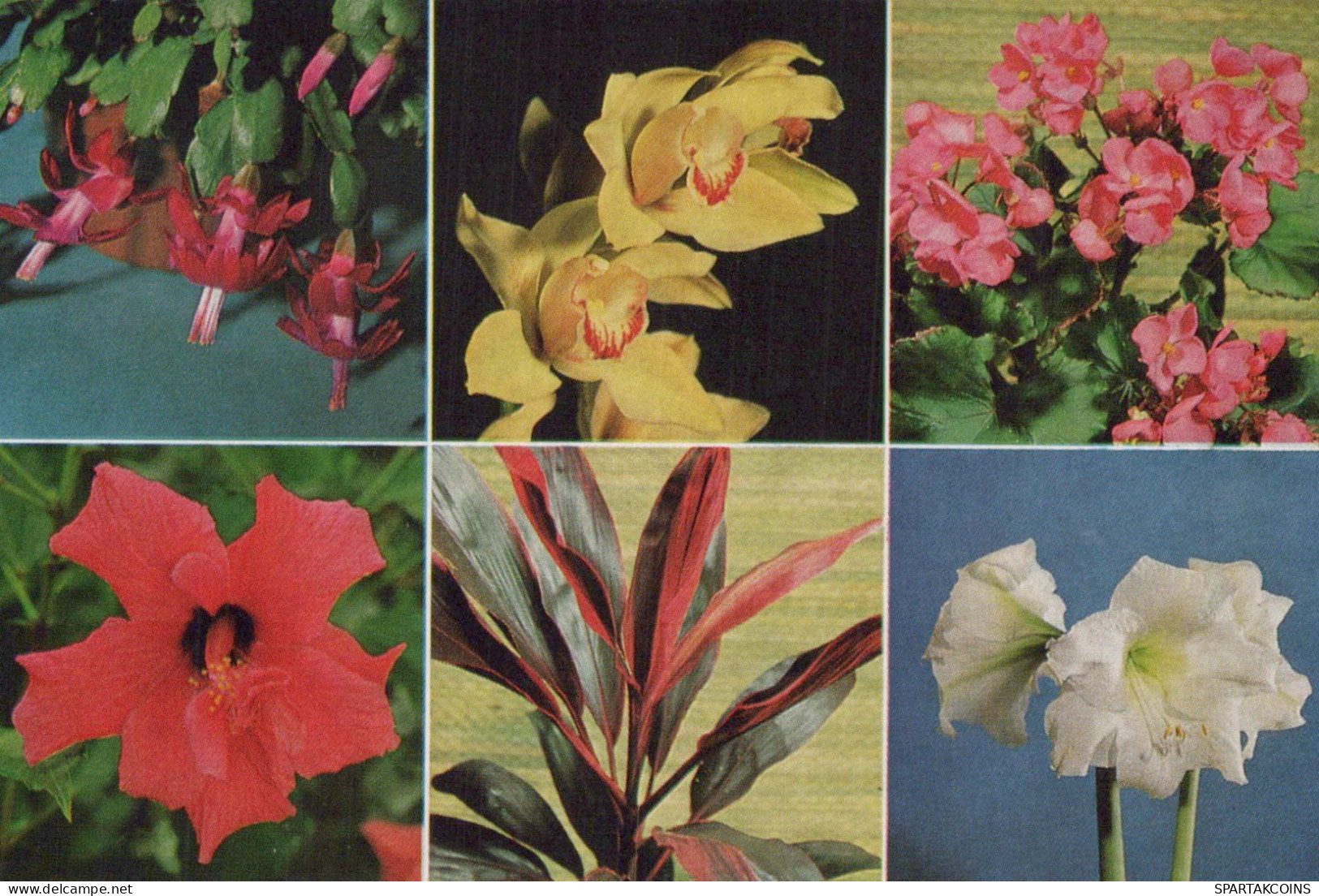 FLOWERS Vintage Ansichtskarte Postkarte CPSM #PBZ313.A - Blumen