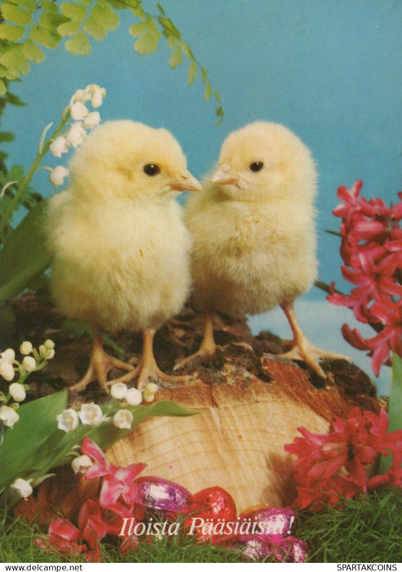 PASQUA POLLO UOVO Vintage Cartolina CPSM #PBP244.A - Easter