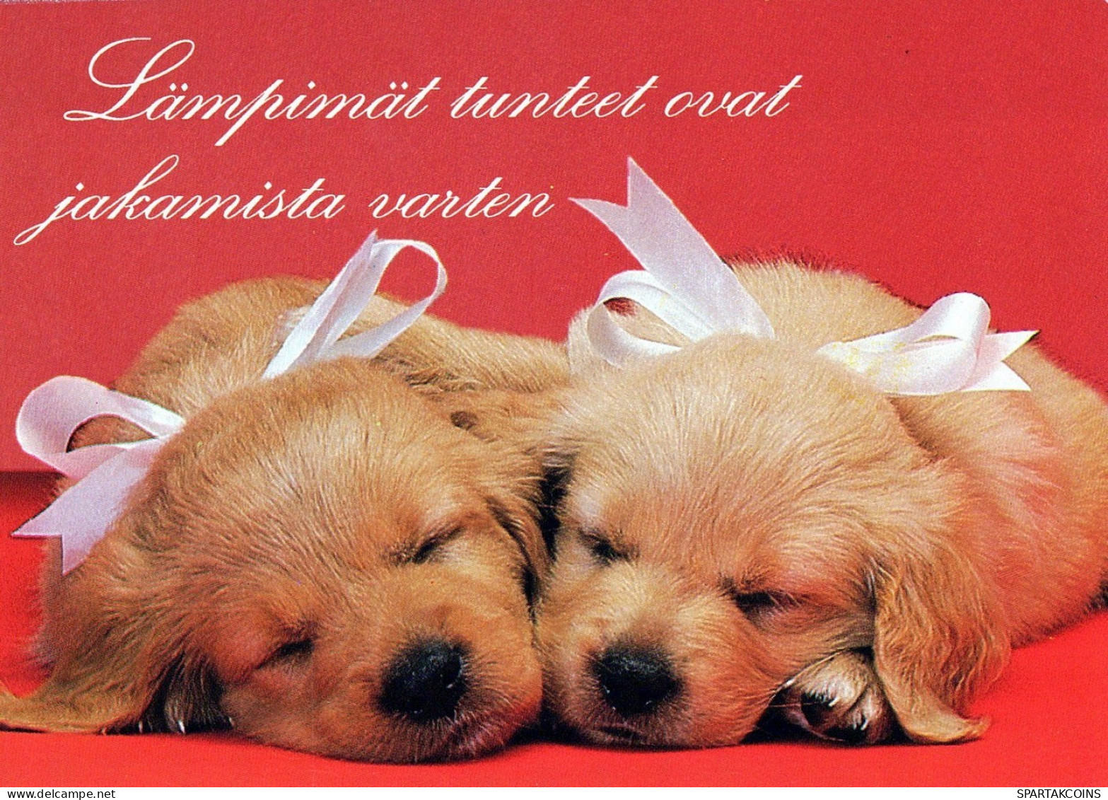 HUND Tier Vintage Ansichtskarte Postkarte CPSM #PAN451.A - Dogs