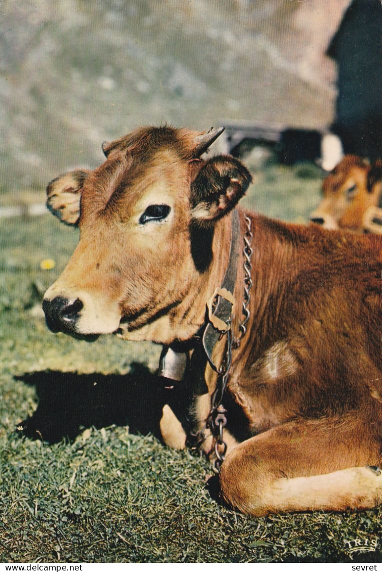 Vache à L'Alpage - Kühe