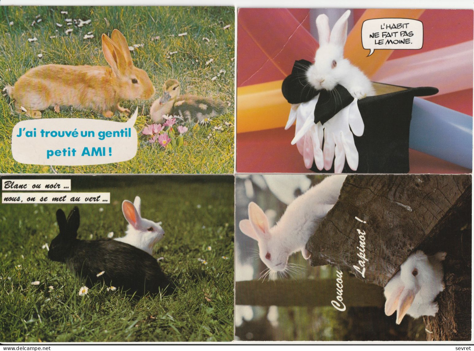 LAPINS . - Lot De 4 Cartes Avec Pointe D'humour - Sonstige & Ohne Zuordnung