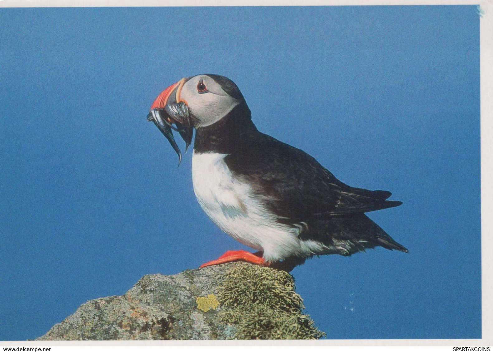 VOGEL Tier Vintage Ansichtskarte Postkarte CPSM #PBR388.A - Vögel