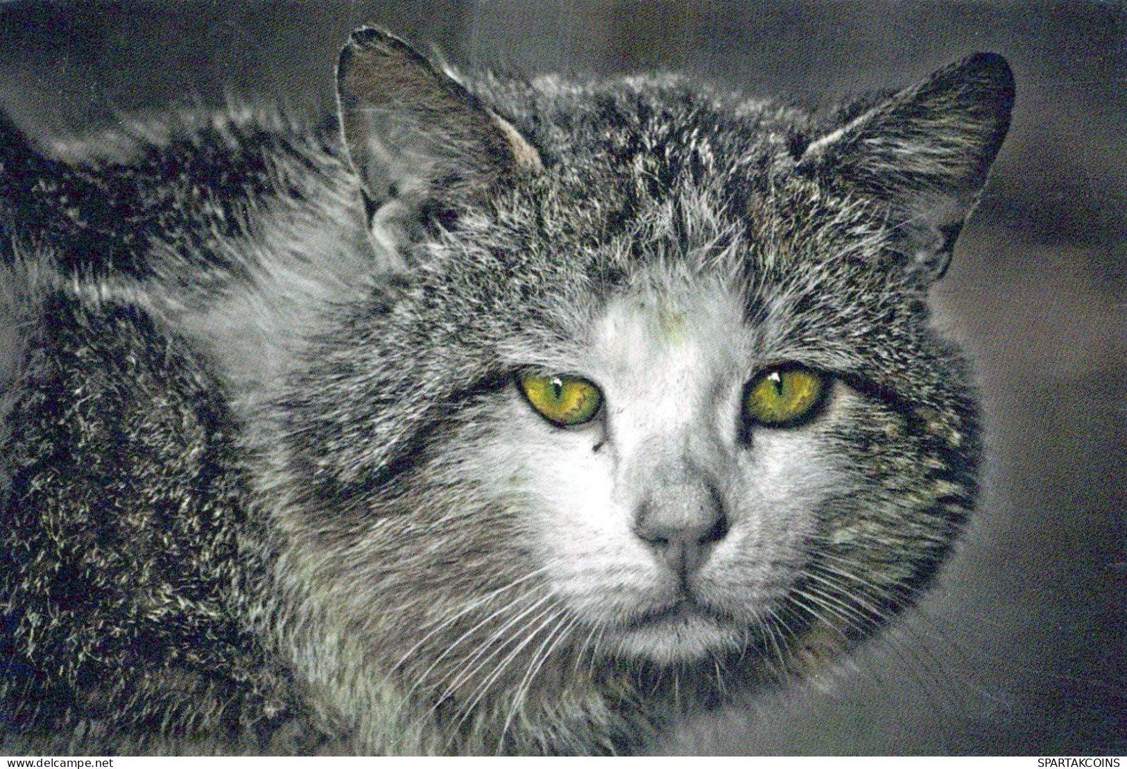 GATTO KITTY Animale Vintage Cartolina CPSM #PBQ965.A - Cats