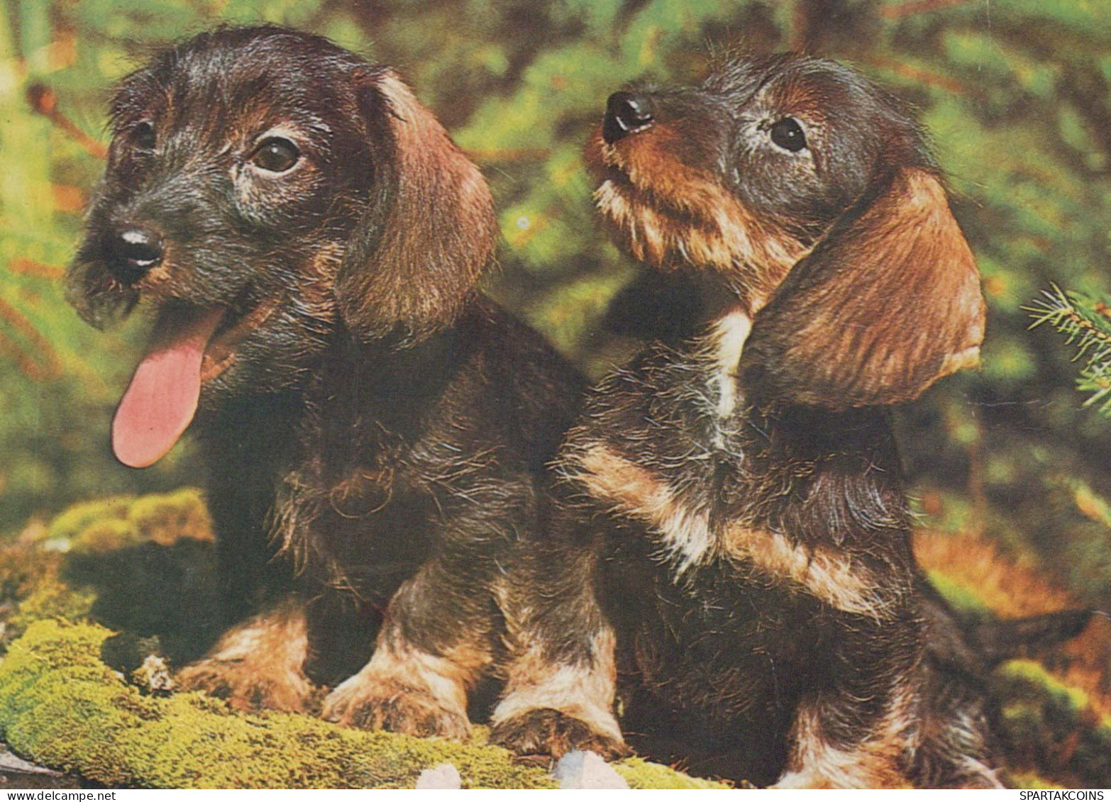 DOG Animals Vintage Postcard CPSM #PBQ708.A - Hunde