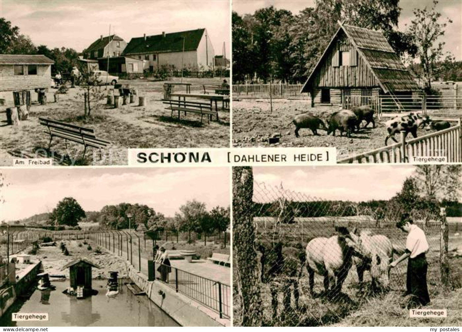 72633911 Schoena Soernewitz Freibad Tiergehege Dahlener Heide Schoena Soernewitz - Other & Unclassified