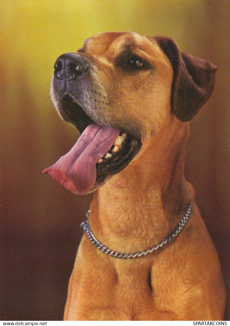 DOG Animals Vintage Postcard CPSM #PBQ598.A - Honden