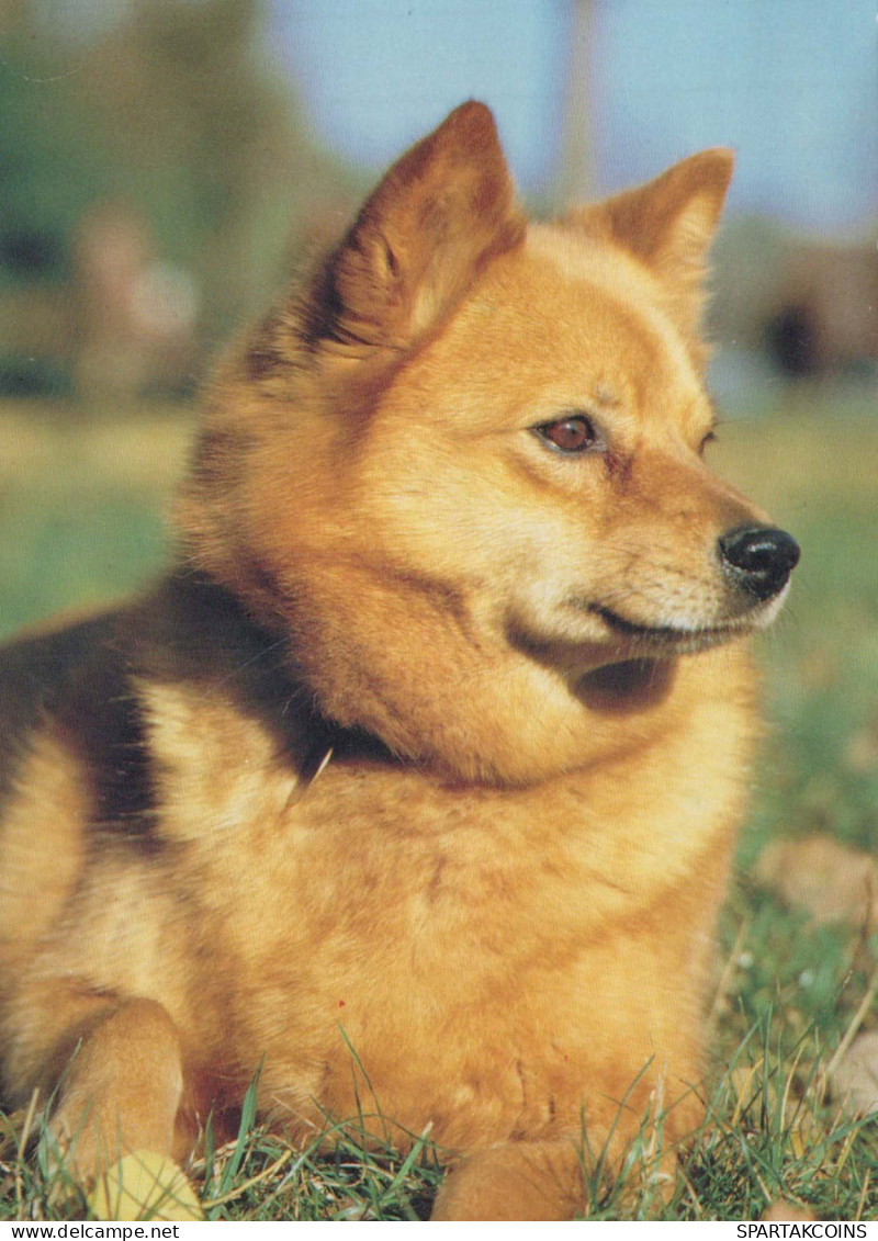 DOG Animals Vintage Postcard CPSM #PBQ568.A - Honden