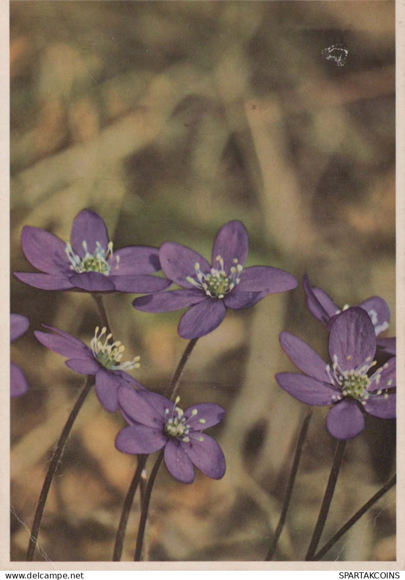 FLOWERS Vintage Ansichtskarte Postkarte CPSM #PAR390.DE - Flowers