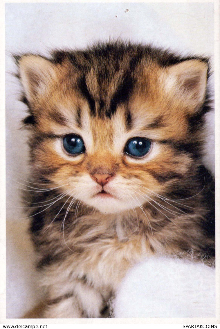 GATTO KITTY Animale Vintage Cartolina CPSM #PBQ855.IT - Cats