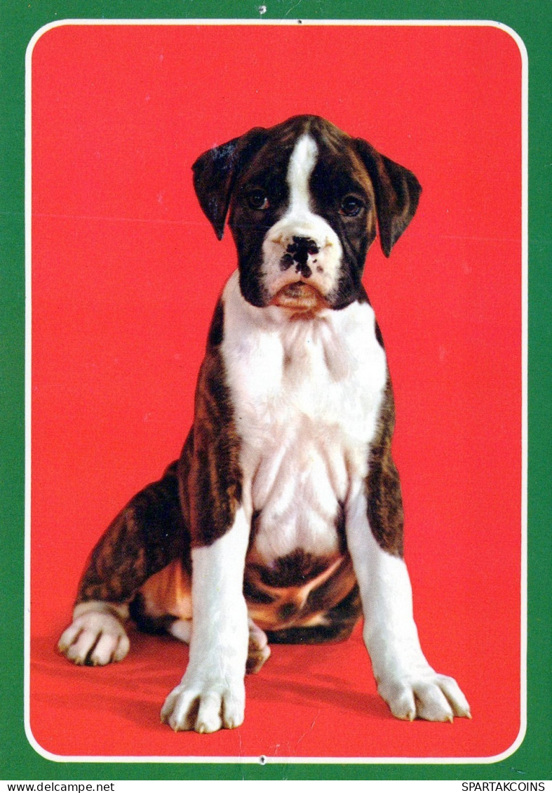 PERRO Animales Vintage Tarjeta Postal CPSM #PAN632.ES - Honden