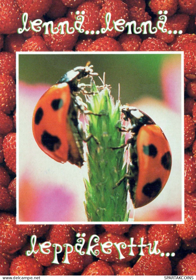 INSEKTEN Tier Vintage Ansichtskarte Postkarte CPSM #PBS486.DE - Insects