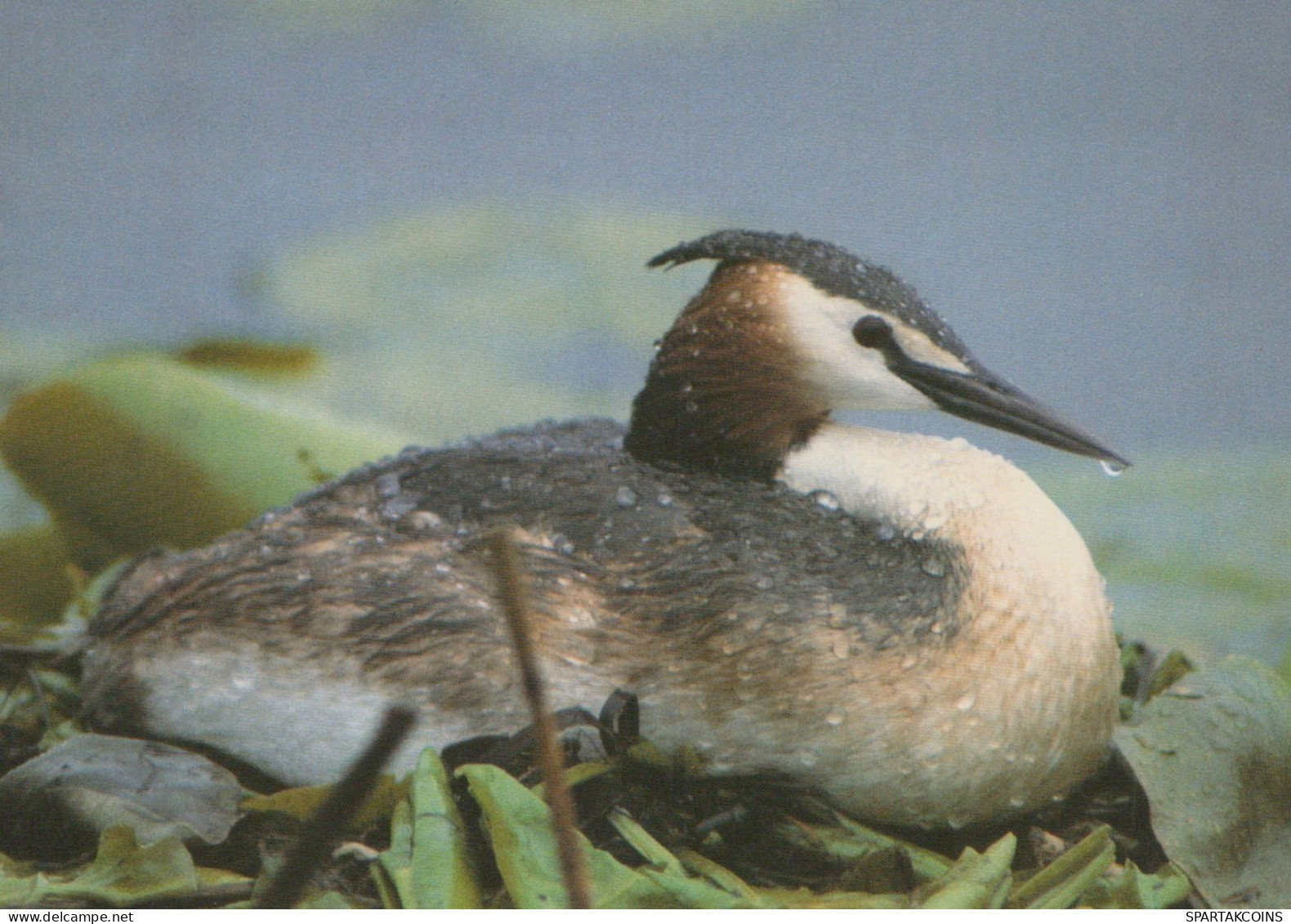 OISEAU Animaux Vintage Carte Postale CPSM #PAM696.FR - Birds