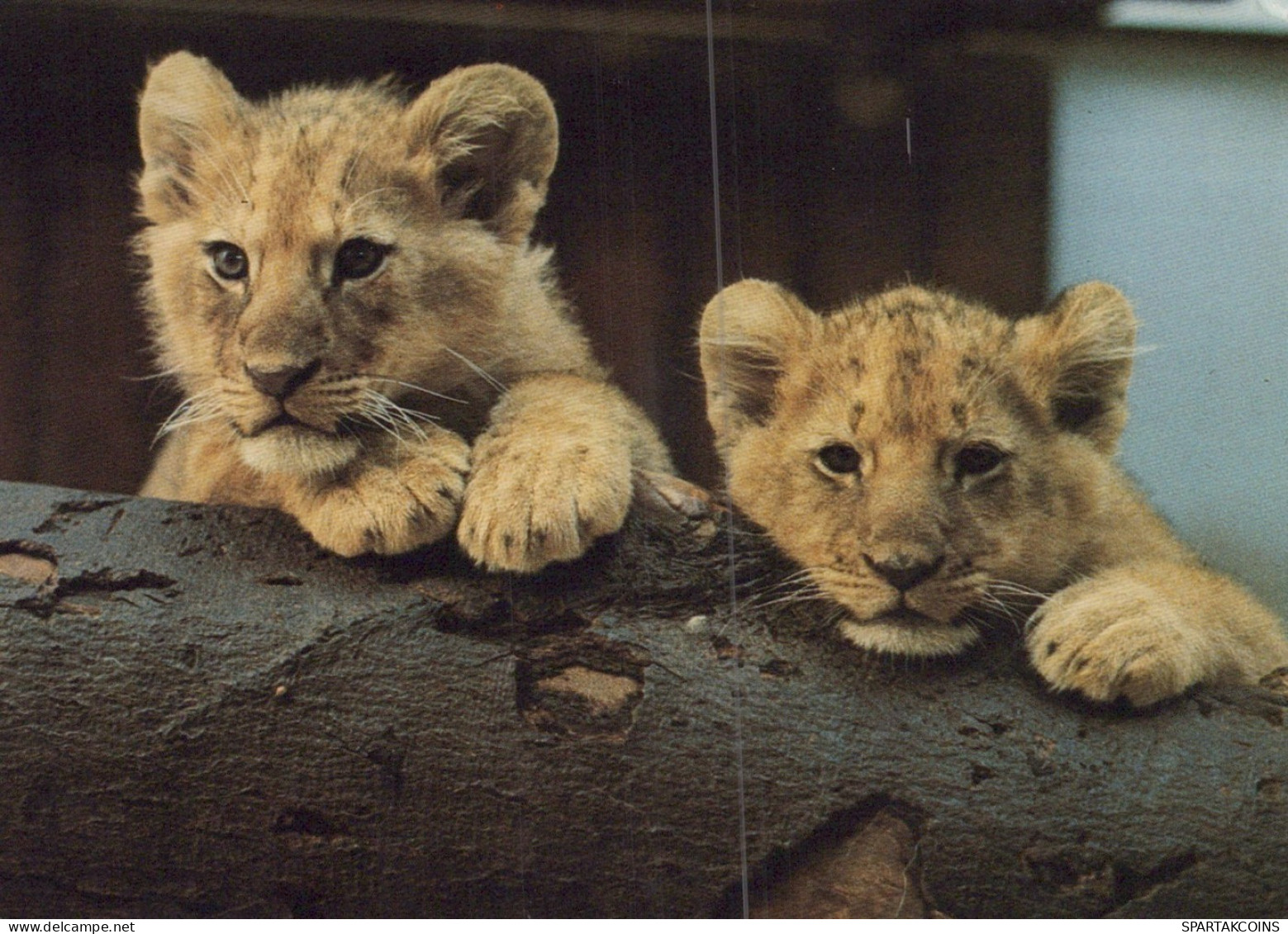 LION GROS CHAT Animaux Vintage Carte Postale CPSM #PAM003.FR - Löwen