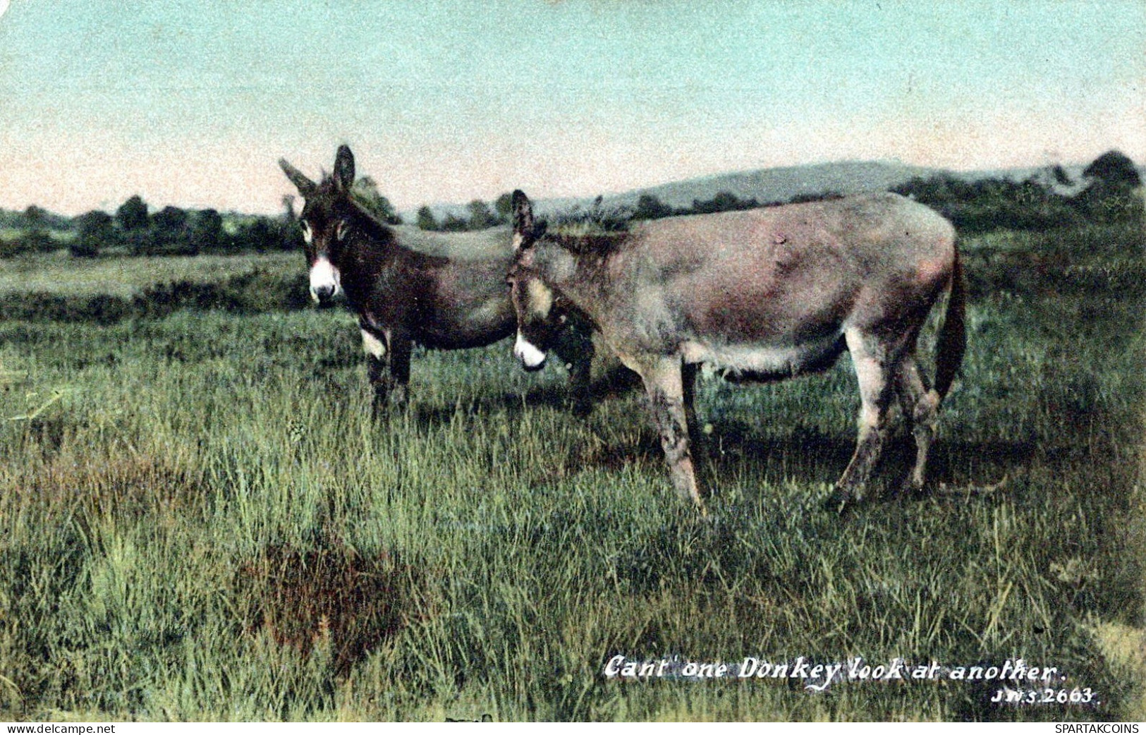 BURRO Animales Vintage Antiguo CPA Tarjeta Postal #PAA077.ES - Ezels