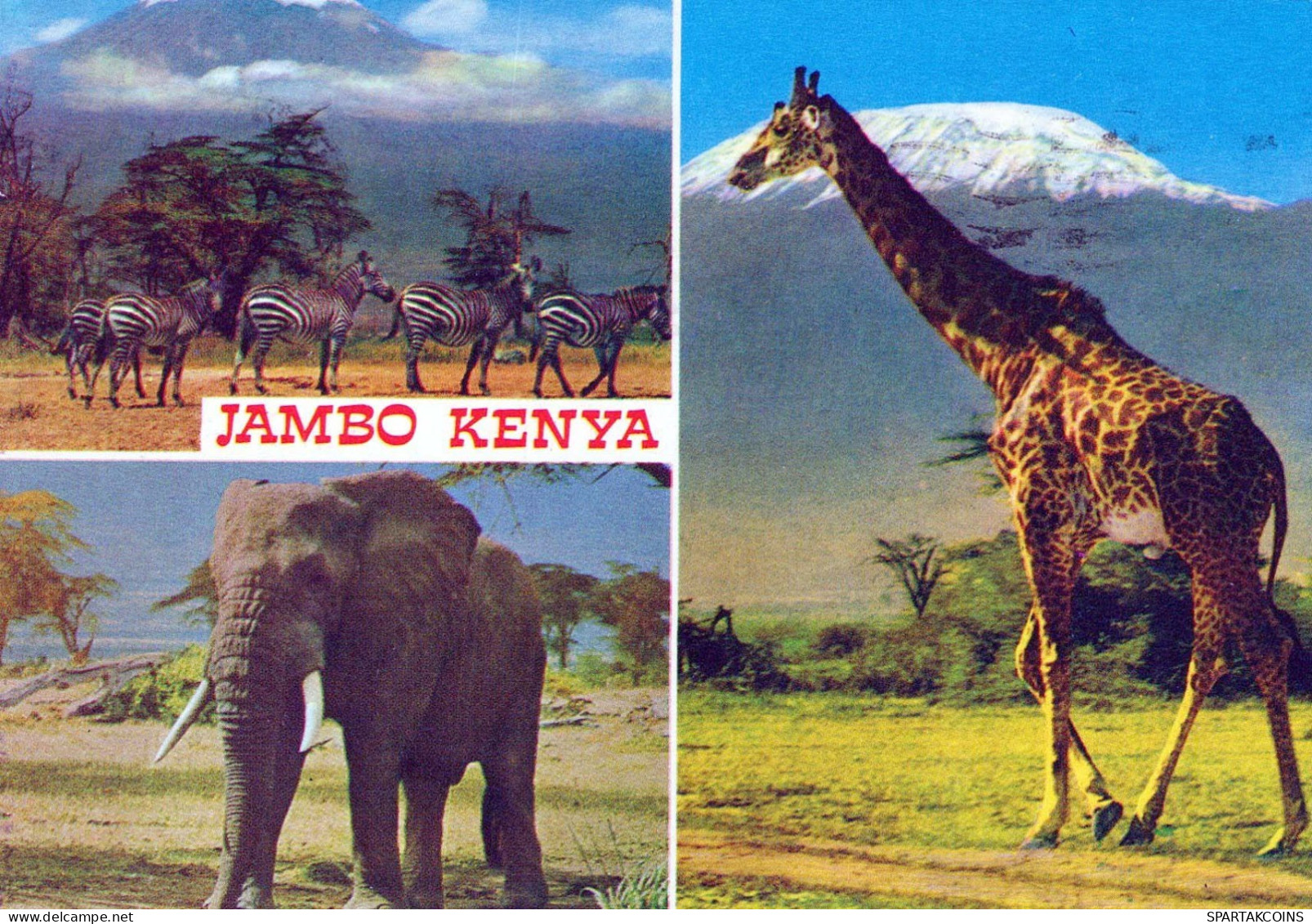 JIRAFA Animales Vintage Tarjeta Postal CPSM #PBS949.ES - Girafes