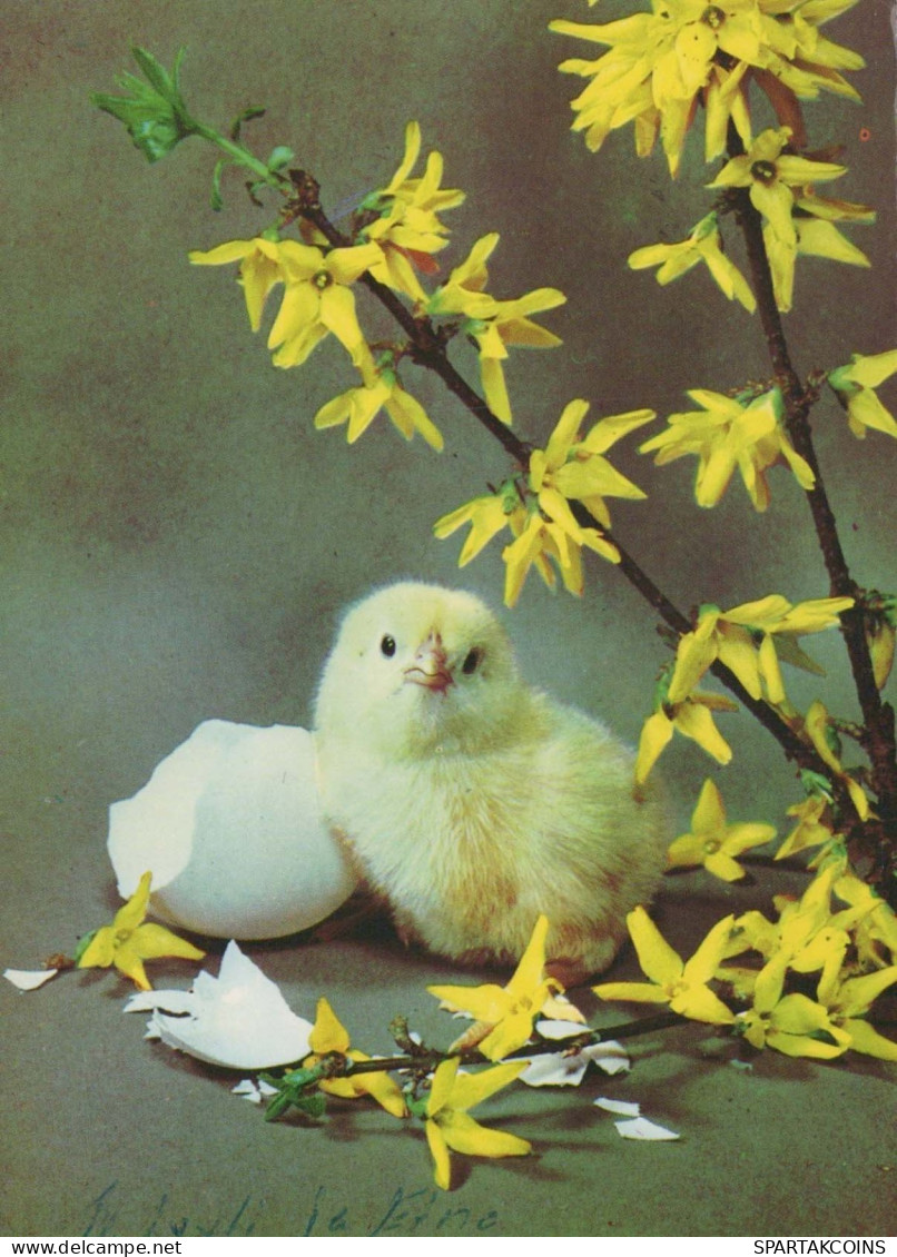 PASCUA POLLO HUEVO Vintage Tarjeta Postal CPSM #PBO999.ES - Ostern