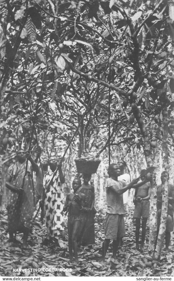 CPA ANTILLES / TRINIDAD / CARTE PHOTO / HARVESTING COCOA POS - Trinidad