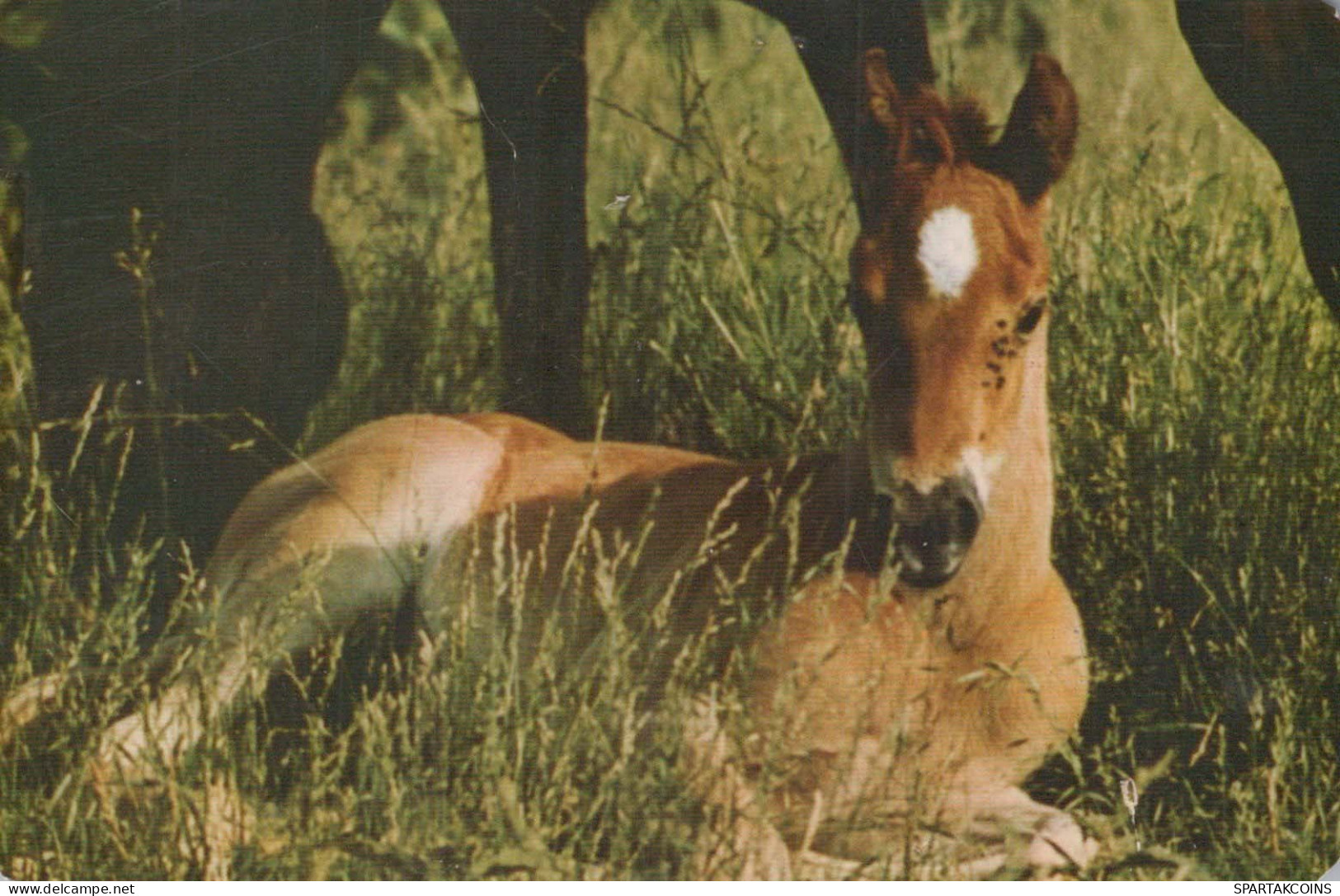 CHEVAL Animaux Vintage Carte Postale CPA #PKE882.FR - Horses