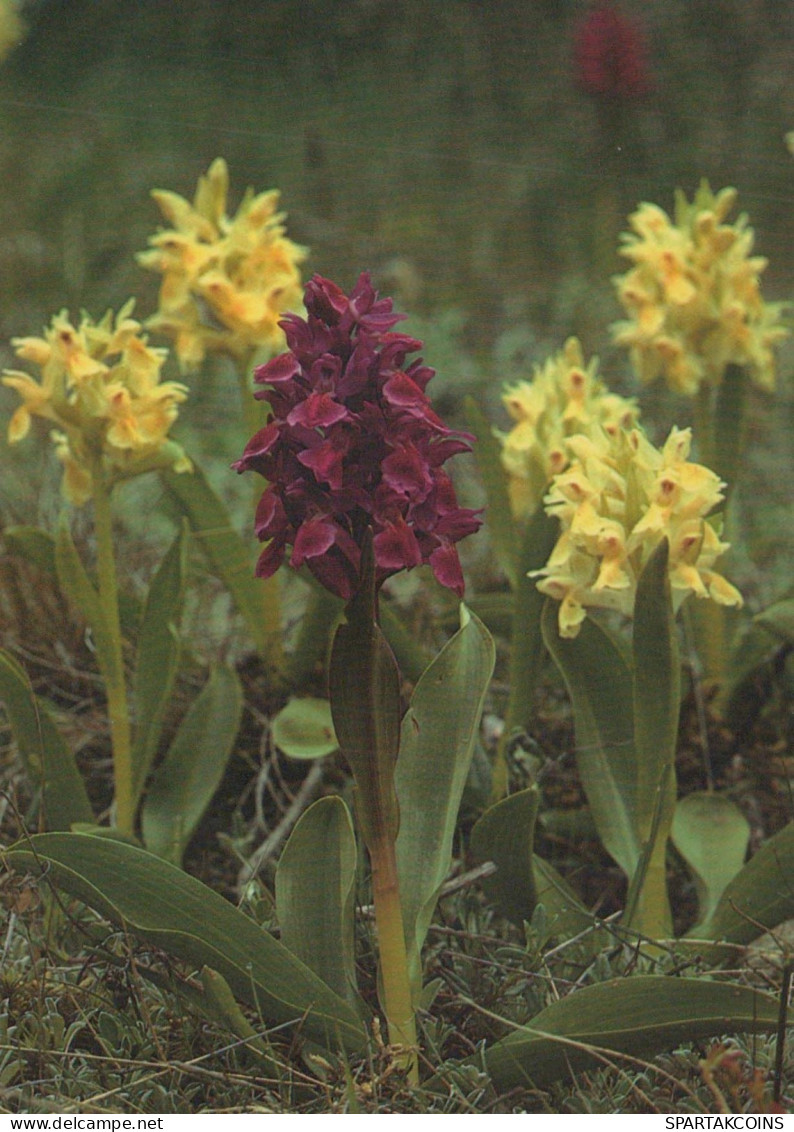 FLEURS Vintage Carte Postale CPSM #PBZ697.FR - Fleurs