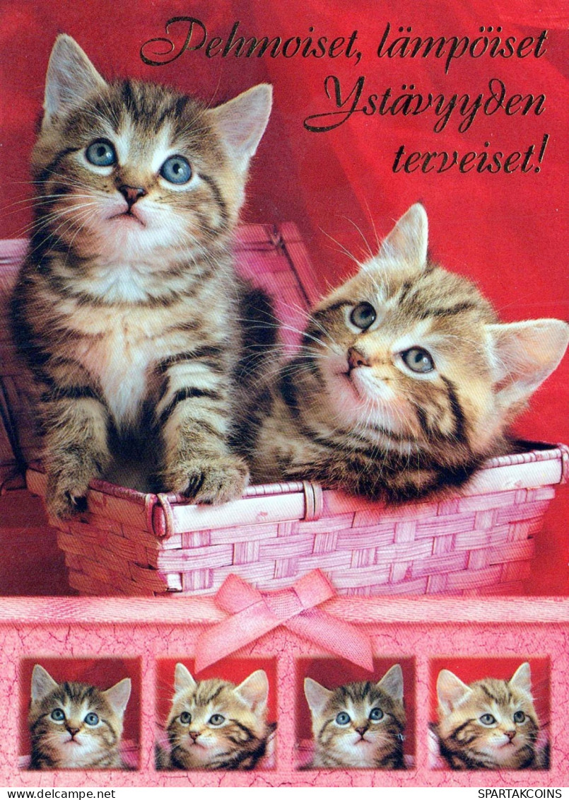 CHAT CHAT Animaux Vintage Carte Postale CPSM #PBQ978.FR - Chats