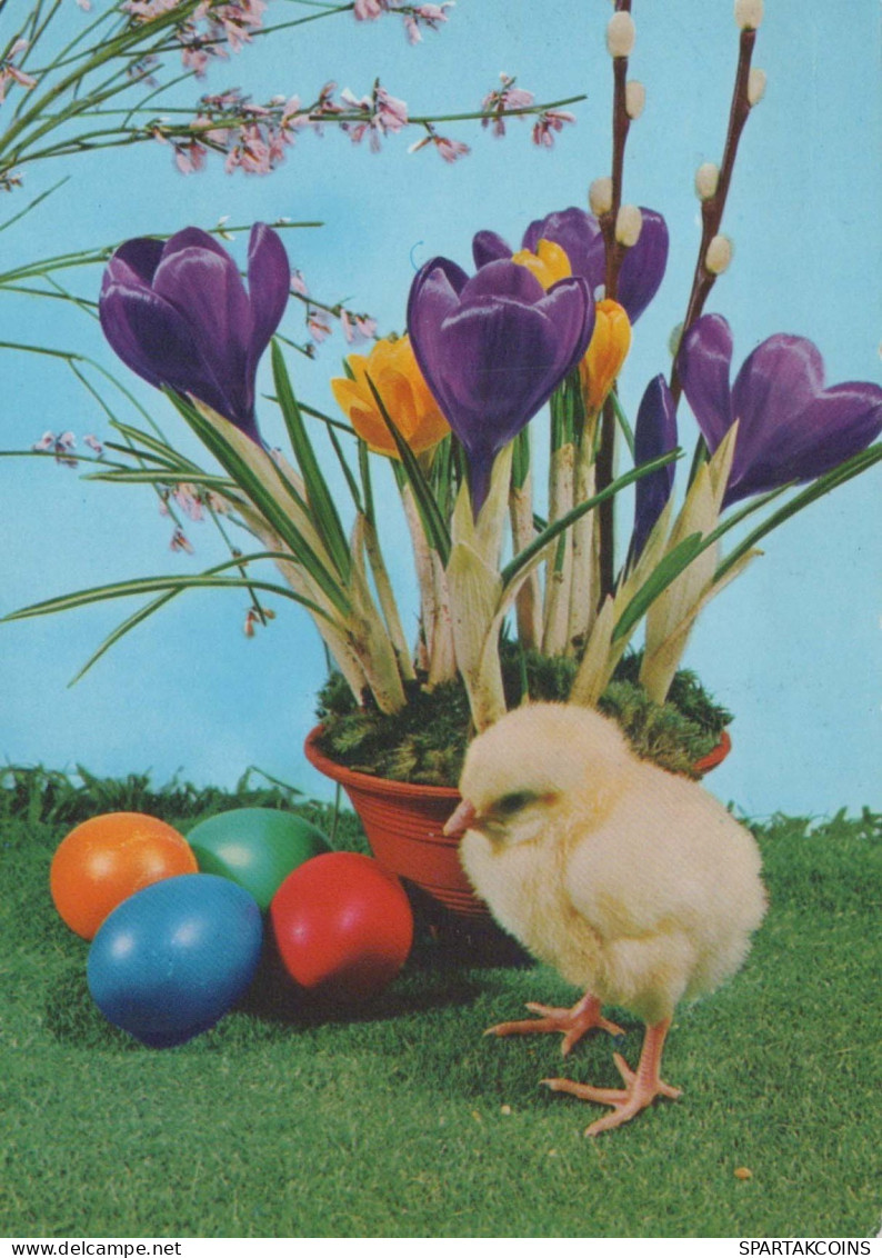 PÂQUES POULET ŒUF Vintage Carte Postale CPSM #PBP001.FR - Pasqua