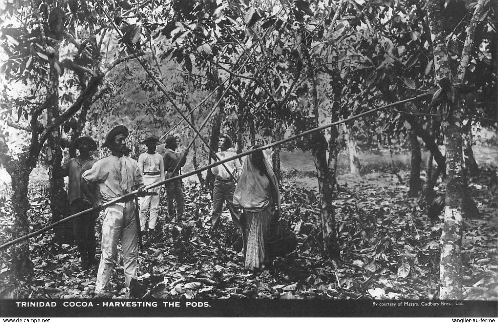 CPA ANTILLES / TRINIDAD / CARTE PHOTO / HARVESTING THE PODS - Trinidad