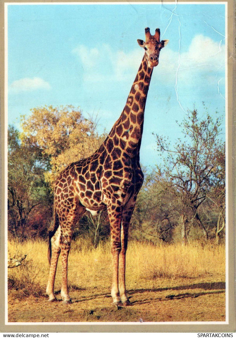 GIRAFFE Animals Vintage Postcard CPSM #PBS948.GB - Jirafas