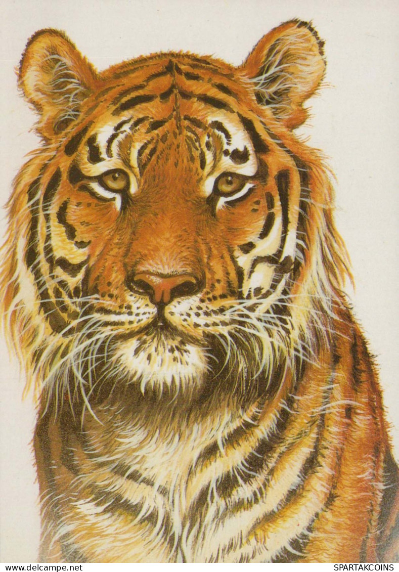 TIGER Animals Vintage Postcard CPSM #PBS044.GB - Tigres