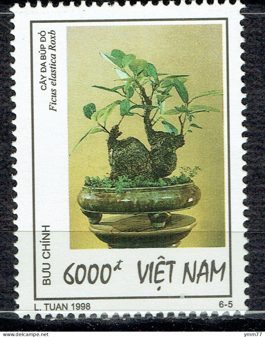 Bonsaï : Ficus Elastica Roxb - Vietnam