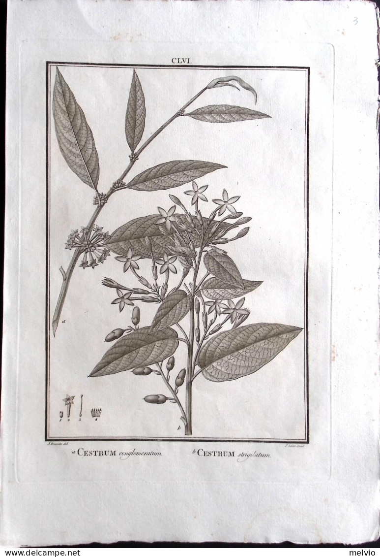 1792-Cestrum Conglomeratum, Cestrum Strigilatum Incisione In Rame Tratta Da Flor - Stiche & Gravuren