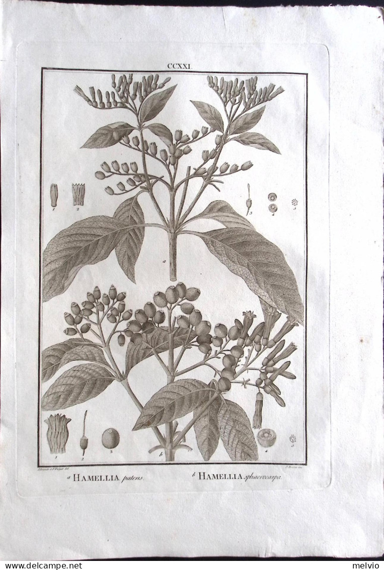 1792-Hamellia Patens Hamellia Sphaerocarpa Incisione In Rame Tratta Da Flora Per - Stiche & Gravuren