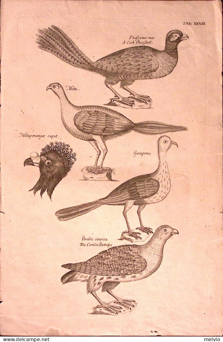 1700circa-Ornitologia A Cock Pheasant,the Comon Partridge,iacupema,mitu Incision - Stiche & Gravuren