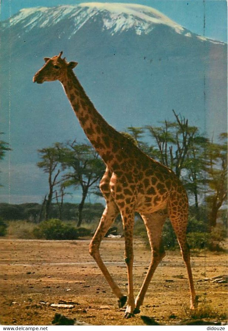 Animaux - Girafes - African Wildlife - Voir Timbre Du Kenya - CPM - Voir Scans Recto-Verso - Giraffen