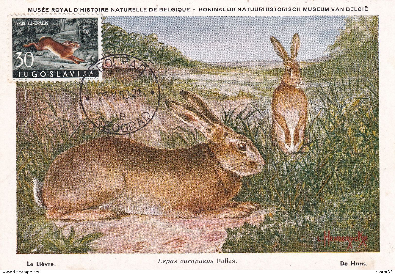 Musée Royal D'Histoire Naturelle De Belgique, Le Lièvre - Sonstige & Ohne Zuordnung