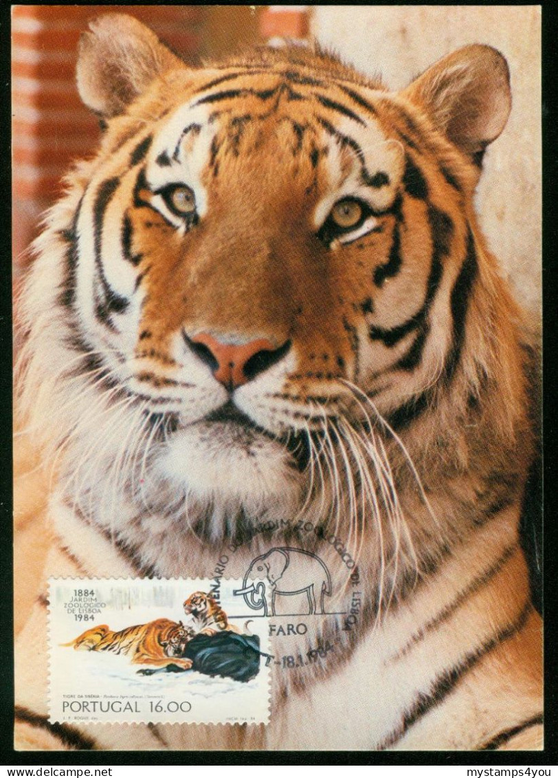 Mk Portugal Maximum Card 1984 MiNr 1617 | Centenary Of Lisbon Zoo. Siberian Tiger #max-0098 - Maximum Cards & Covers