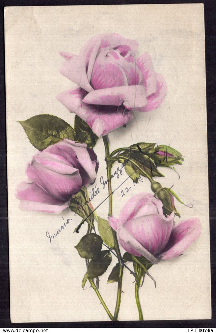 Argentina - 1904 - Flowers - Colorized - Pink Roses - Flowers